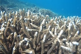 Healthy Acropora branching coral