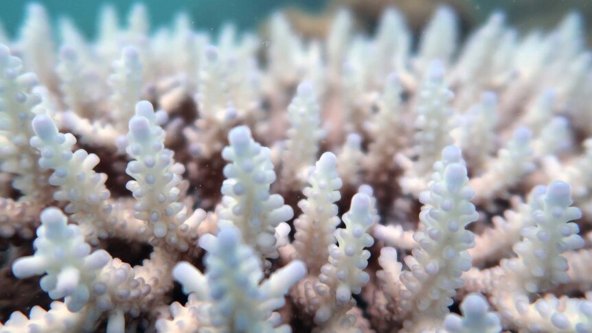 A close-up of bleached coral.