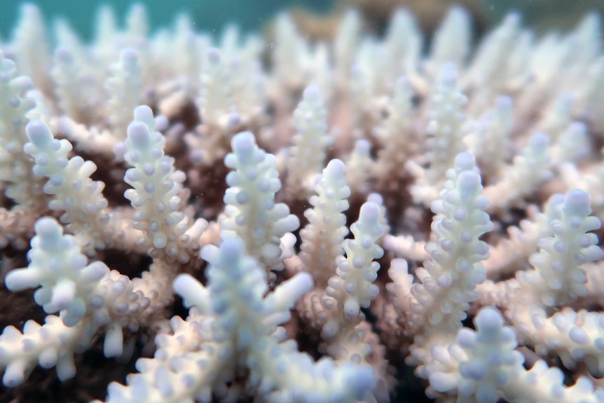 Un gros plan de corail blanchi.