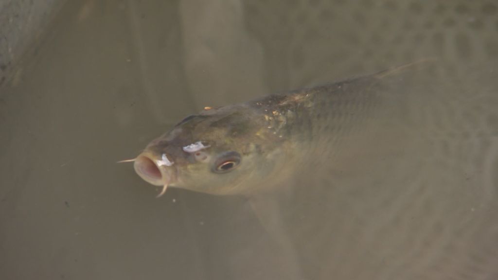 Carp disease shows up in area lakes as researchers look for ways virus  could control the invasive fish - Alexandria Echo Press