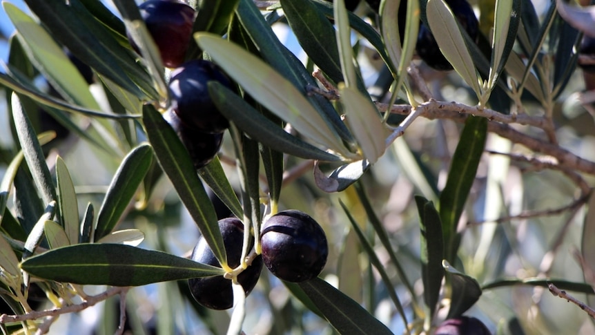 Black olives on a tree