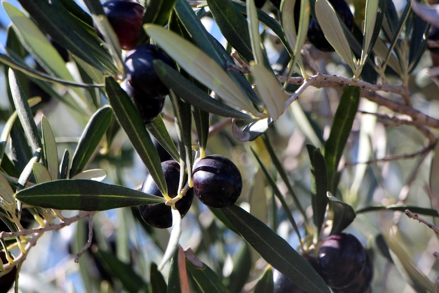 Black olives on a tree