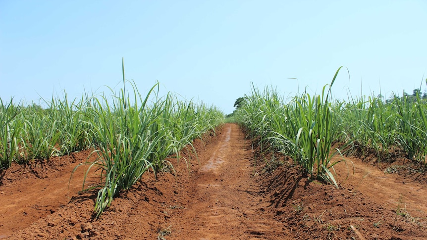 Cane growing