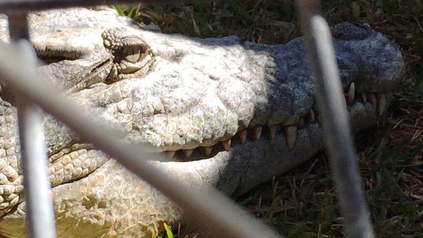 Close-up of crocodile head at Snakes Downunder Reptile Park and Zoo near Childers.