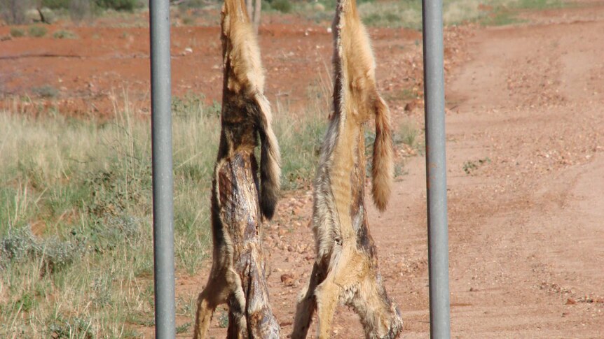 Wild Dogs are becoming such a problem in Queensland its forcing farmers out of sheep production