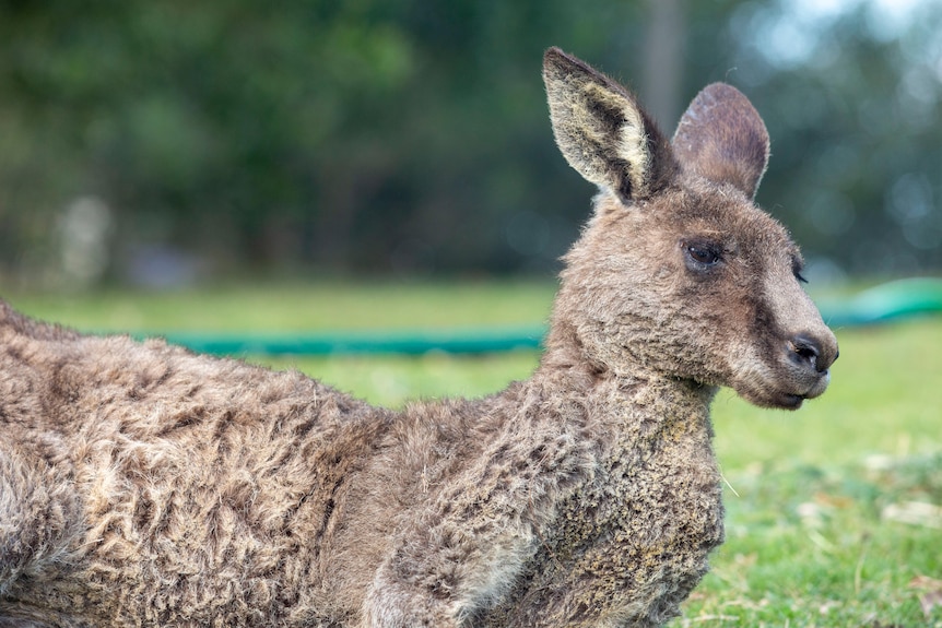 A kangaroo lying down with singed hair from a bushfire.