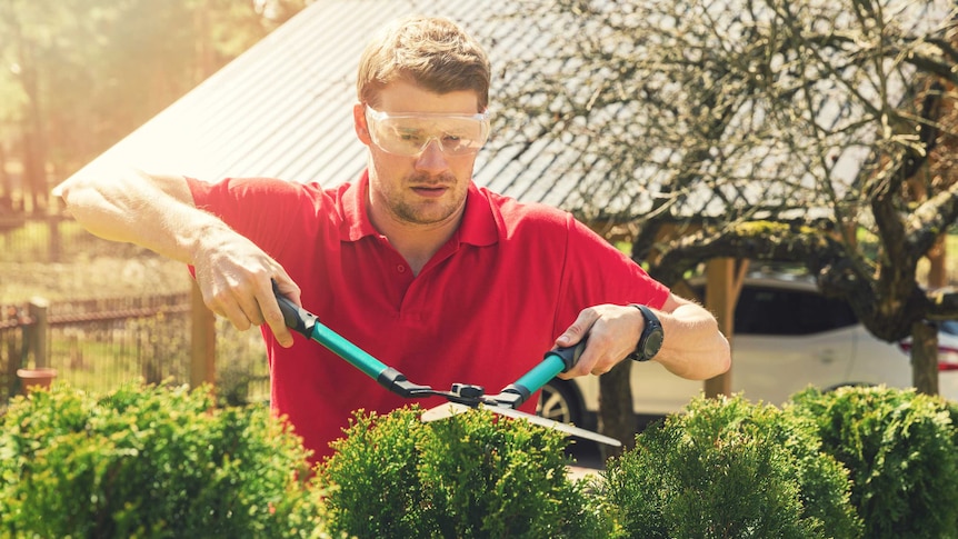 A man trimming a hedge