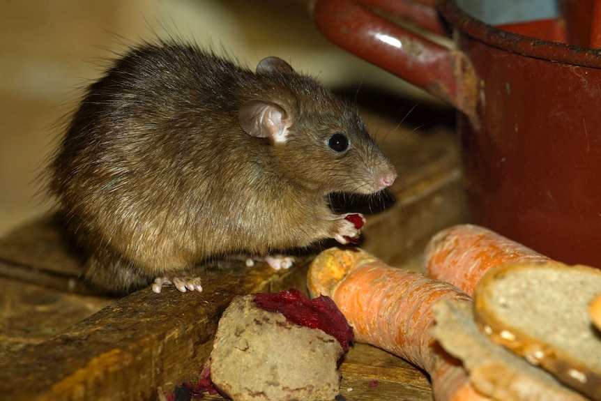 Black rats have been introduced to numerous coral islands