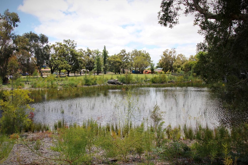 A wide shot of a swamp lines with trees and shrubs