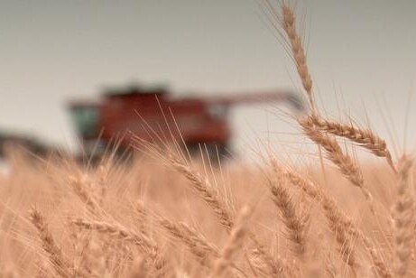 South Dakota wheat harvest