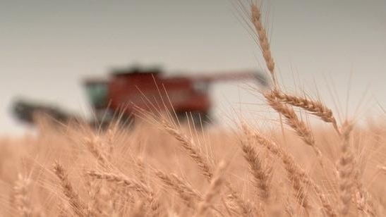 South Dakota wheat harvest
