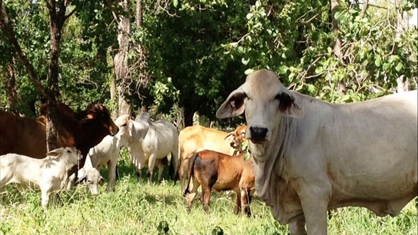 Brahman cattle on Etheridge Shire property