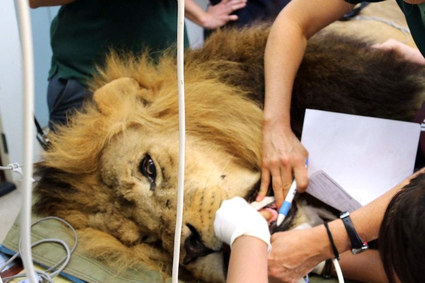 Close-up of Mandela the lion's head as veterinarians operate to remove a tooth.