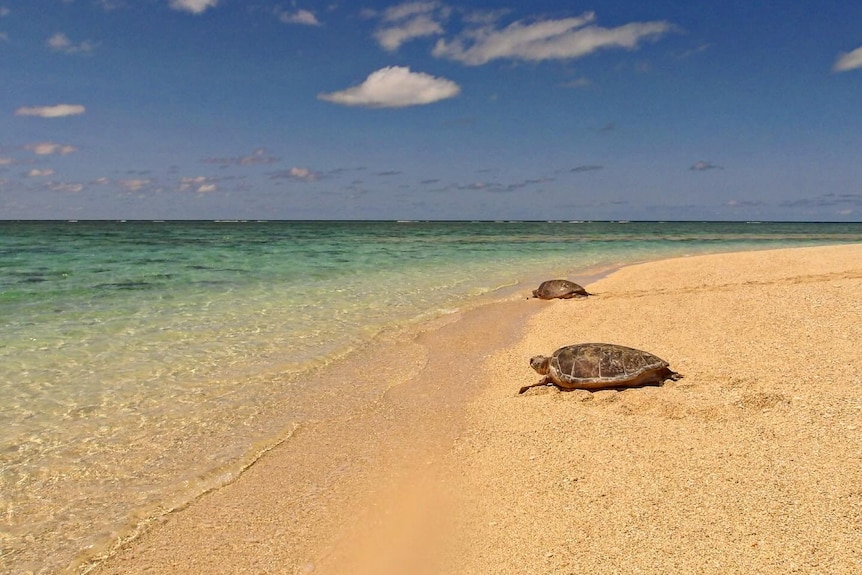 Turtles resting on the shores of an island