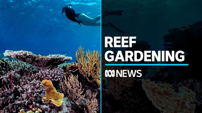 Volunteer seaweed removal program sees return of coral - ABC News