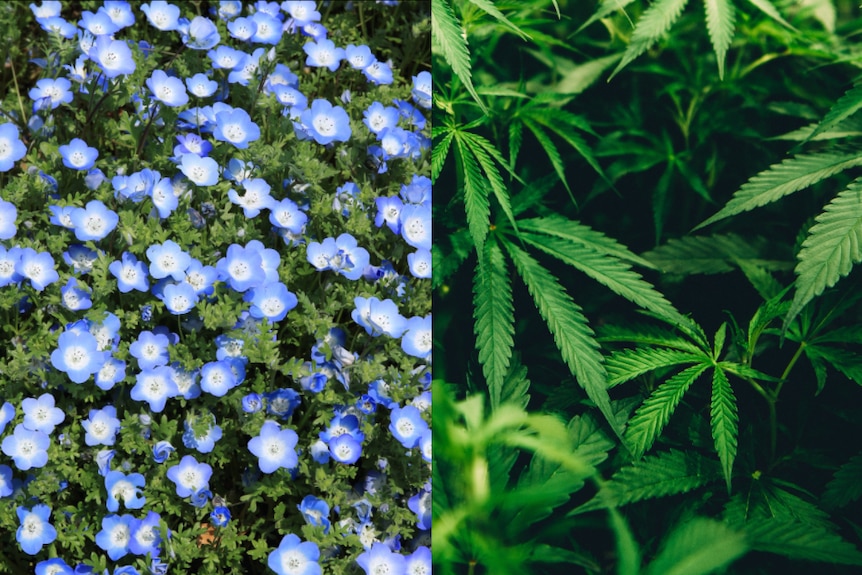 A composite image of blue flax flowers and cannabis leaves.