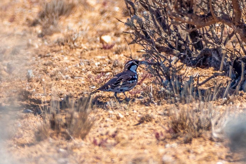 The small bird is pictured on the ground, near a dead branch