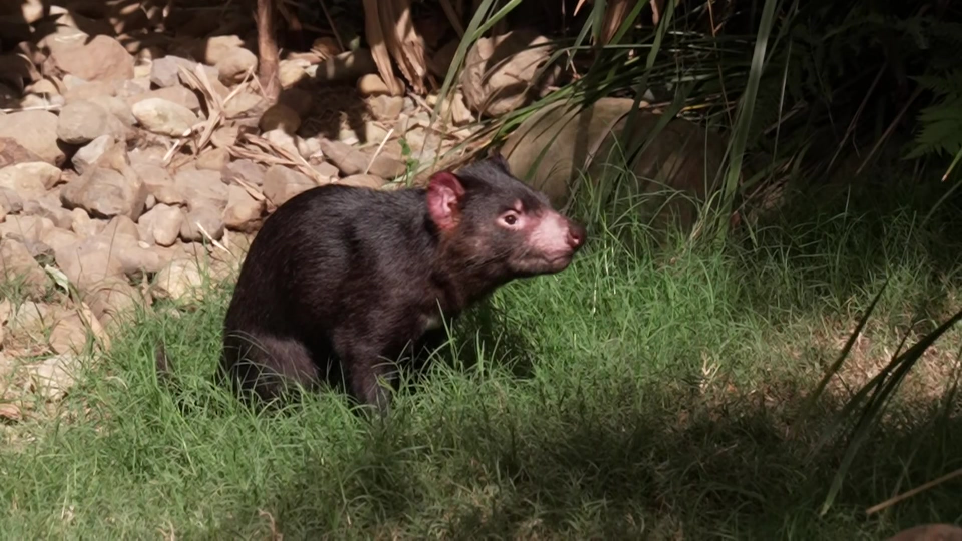 Mary the runaway Tasmanian devil makes full return