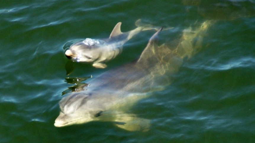 Baby and parent dolphins in Port River, Adelaide.
