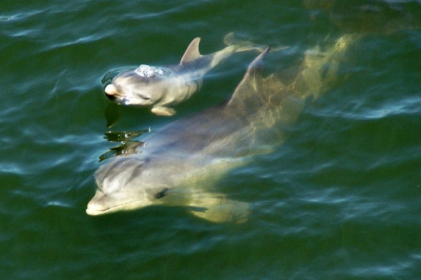 Baby and parent dolphins in Port River, Adelaide.