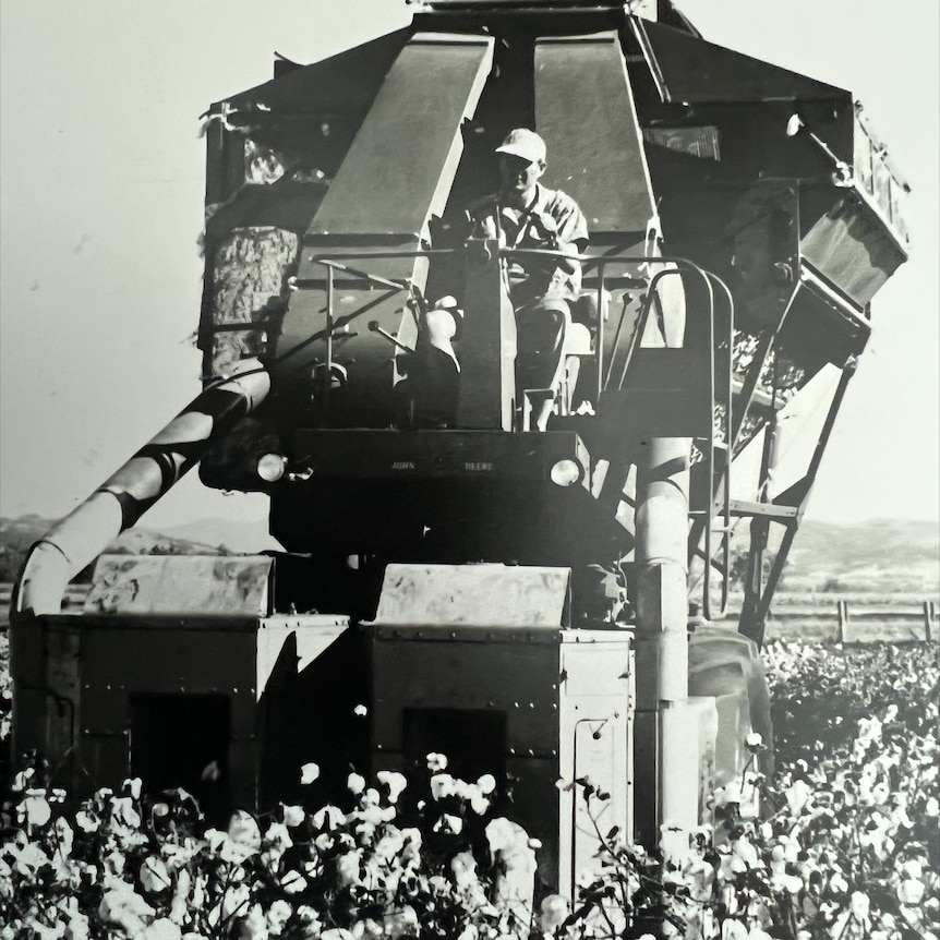 A black and white photo of a cotton-picking machine.