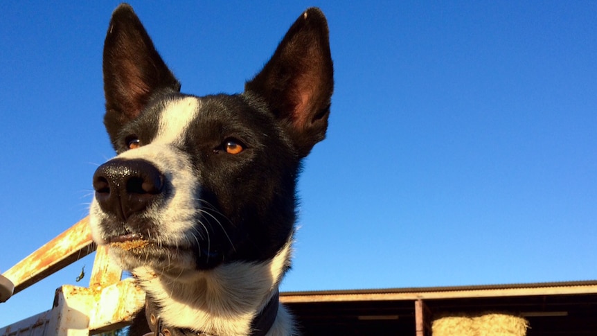 A short haired border collie looking in the distance.