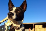 A short haired border collie looking in the distance.