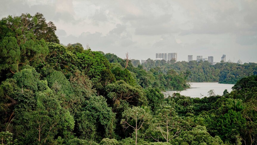 Central Catchment Nature Reserve in Singapore
