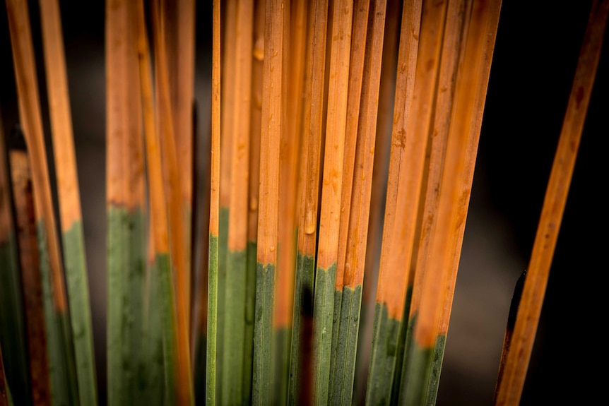 A close up of grass trees shows the point new growth began.