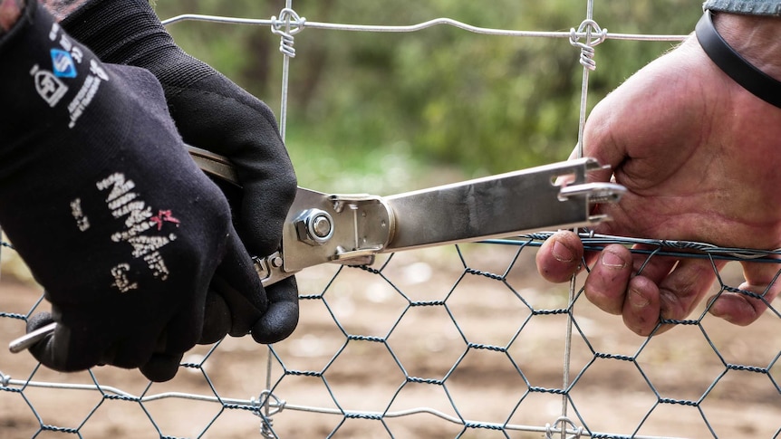 A pair of gloved hands holds a tool to cut a wire fence.