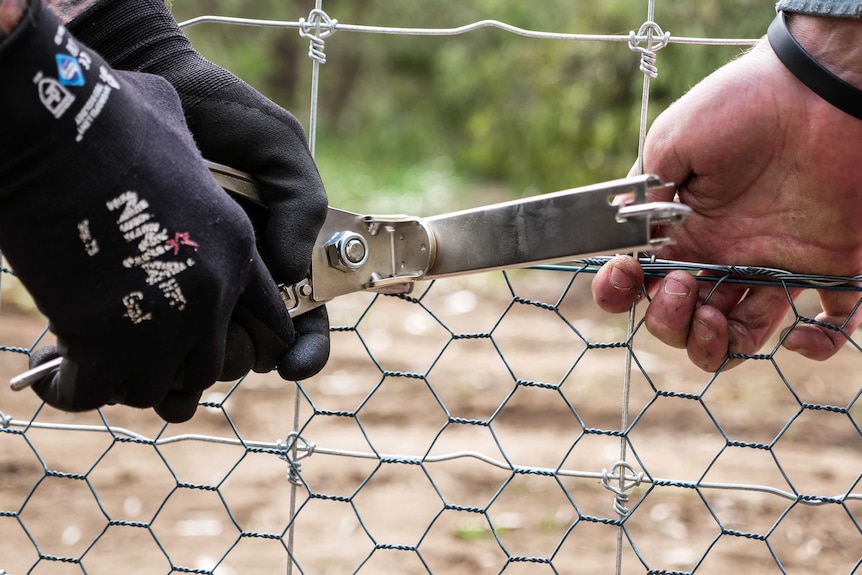 A pair of gloved hands holds a tool to cut a wire fence.