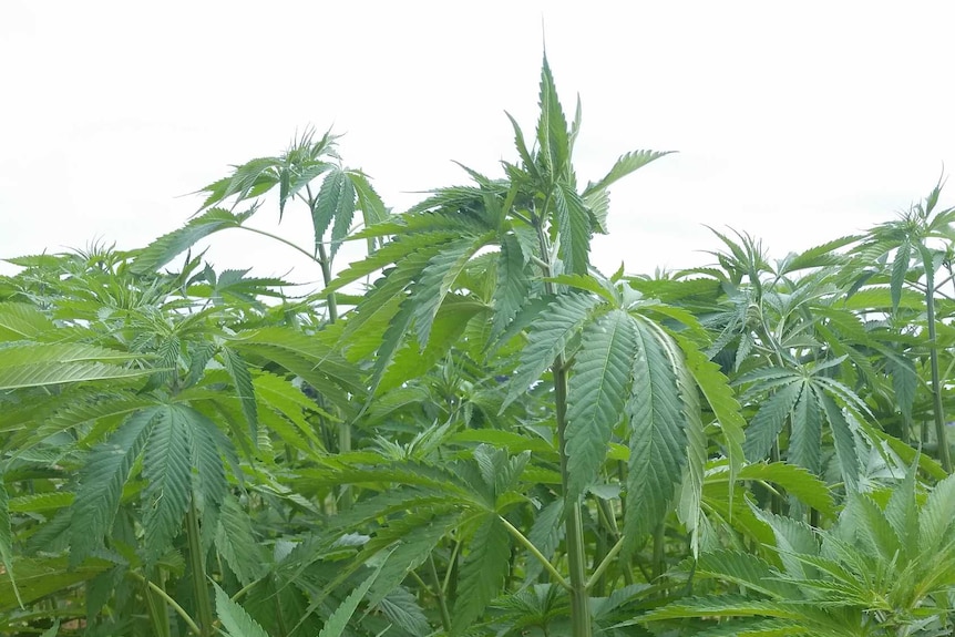 Green, healthy-looking industrial hemp plants growing in a trial.