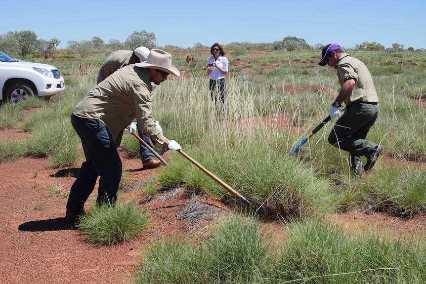 People dig around tufts of spinifex in an open grassland.