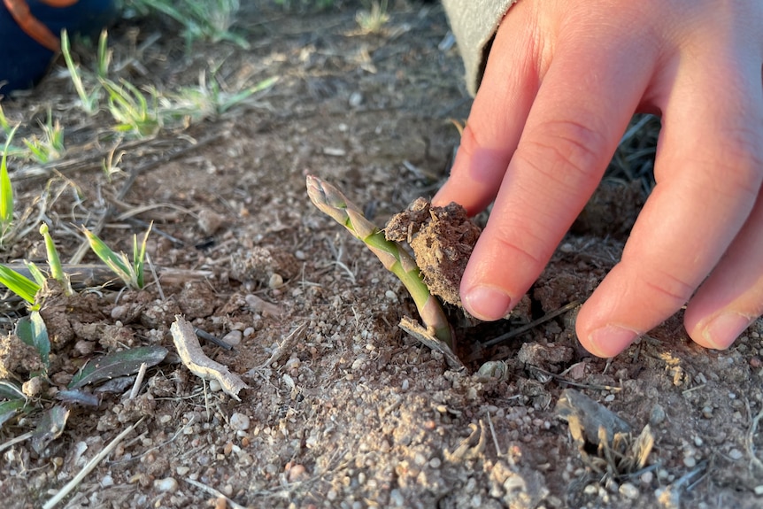 Fair-skinned fingers prise a clump of soil to reveal a green asaparagus spear bursting through the ground.
