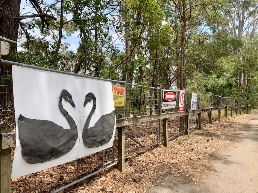 A white sign with a picture of two black swans is attached to construction fencing