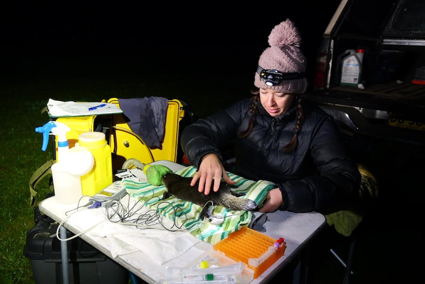 A woman wearing a woolen cap, a torch over it, examines a platypus outdoors at  night on a portable table.