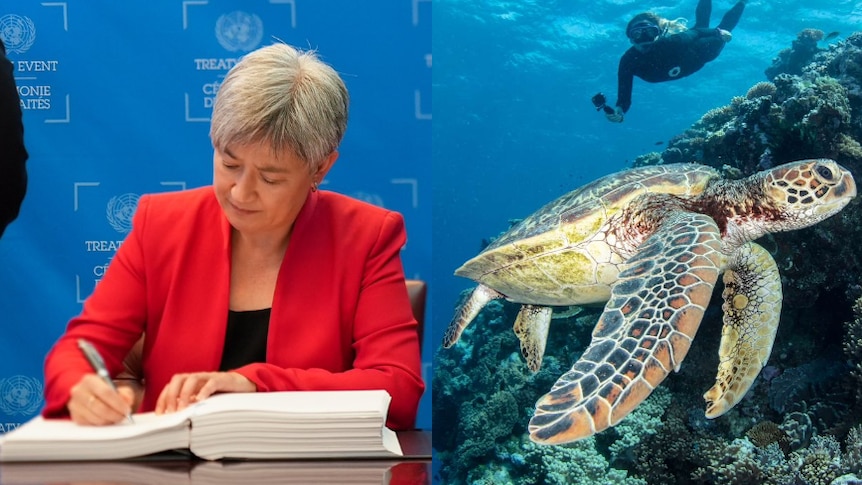 On left, Penny Wong sits signing a large book; on right a turtle swims by a reef in the ocean 