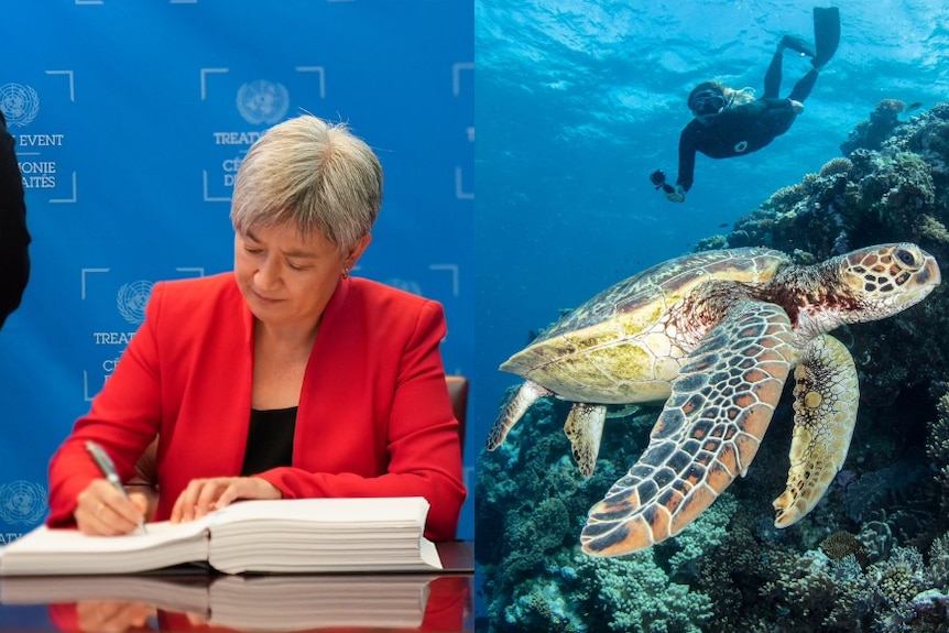 On left, Penny Wong sits signing a large book; on right a turtle swims by a reef in the ocean 