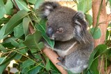 A rescued koala joey at the Currumbin Wildlife Sanctuary