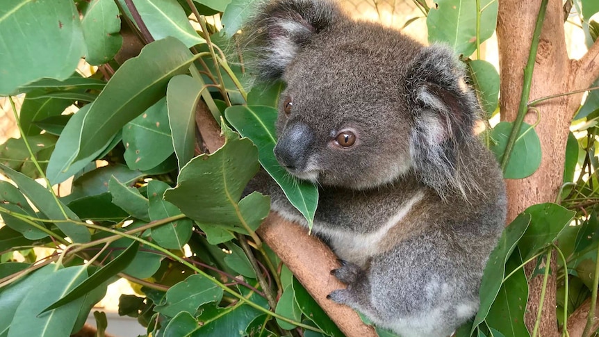 A rescued koala joey at the Currumbin Wildlife Sanctuary