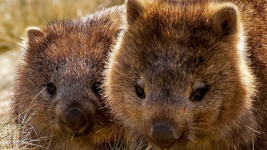 Two wombats walk through grass.