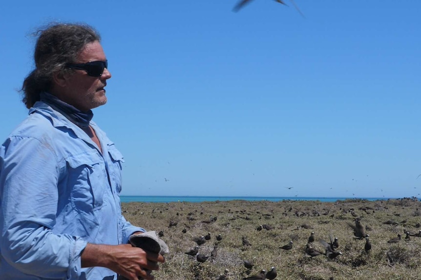 Dr Chris Surman on Pelsaert Island at the Houtman Abrolhos Islands standing amid hundreds of nesting seabirds.
