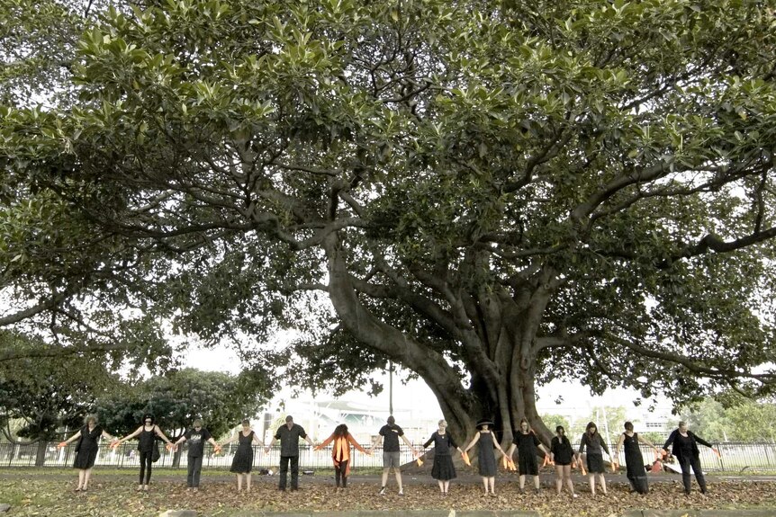 Wide photo of 14 protesters standing side-by-side holding hands in front of the fig trees.