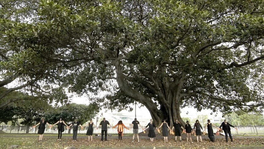 Wide photo of 14 protesters standing side-by-side holding hands in front of the fig trees.