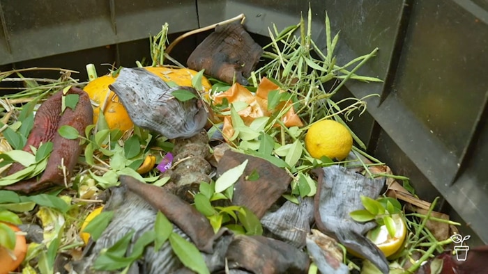 Compost and plant clippings inside a compost bin