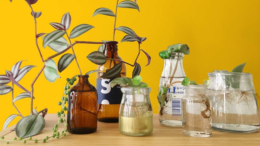 Plant cuttings in glass bottles sit on a shelf, a cheap and easy way to grow indoor plants for home.