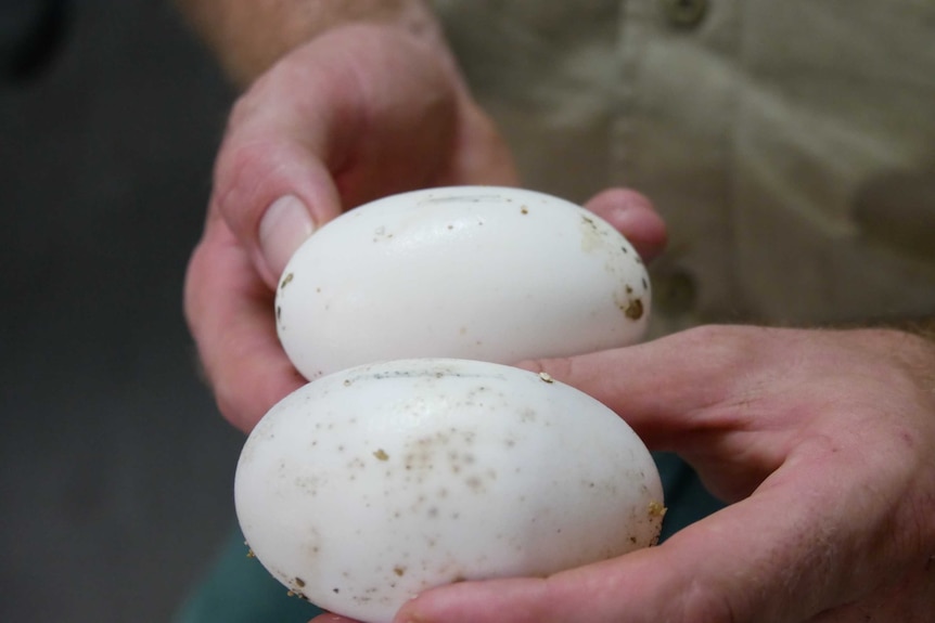 Hands holding two large white eggs on their side. They are spackled with dirt and have feint charcoal lines in their centre.