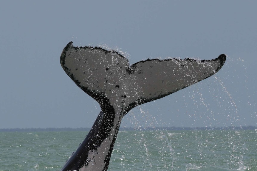 A photo of the tail of a humpback whale breaching the ocean and flicking water through the air.