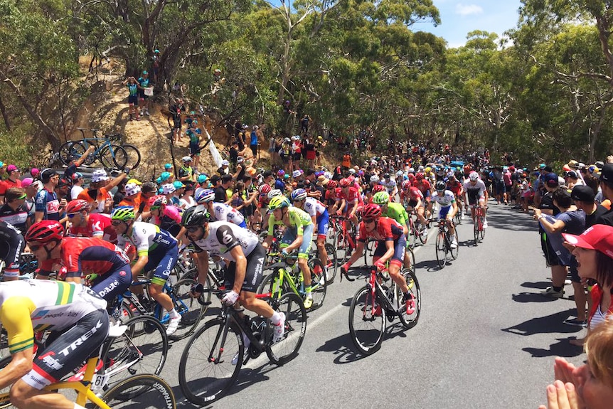 Cyclists race up Willunga Hill during stage five