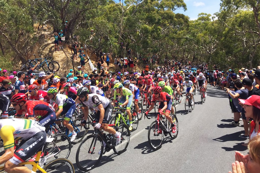 Cyclists race up Willunga Hill during Stage Five